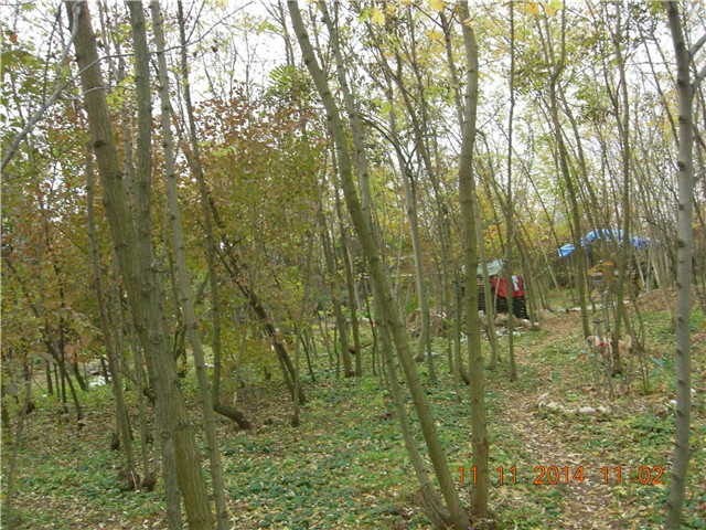 arčilend
